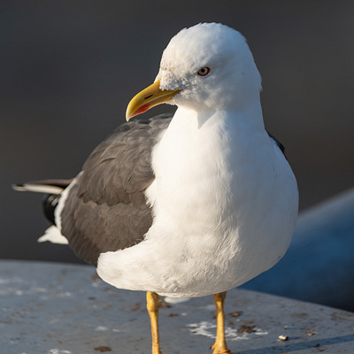 The image features a seagull perched on the edge of a white surface, possibly a boat or a dock. The bird is looking straight ahead with its beak open, giving it an alert appearance. Its feathers are predominantly gray and white, making it stand out against the background.
