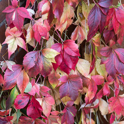 The image features a brick wall with a beautiful display of red and yellow leaves hanging from it. These leaves are arranged in various positions, creating an eye-catching pattern on the wall. The combination of reds and yellows creates a vibrant and lively atmosphere.