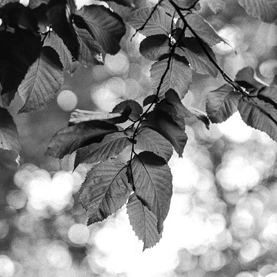 The image is a black and white photo of leaves on trees. There are several leaves in the foreground, with some appearing to be shiny due to sunlight. In addition to these leaves, there are more leaves scattered throughout the scene, creating a sense of depth and dimension.
