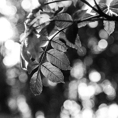 The image is a black and white photo of leaves on a tree. There are several leaves visible in the picture, with some located near the top left corner, others in the middle area, and more towards the right side. The leaves appear to be partially obscured by sunlight, giving the scene an artistic and somewhat mysterious feel.