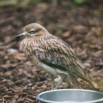 The image features a small bird perched on the ground, standing next to a metal bowl. The bird appears to be looking at something in its surroundings while it is positioned near the bowl. The scene takes place outdoors, with the bird being surrounded by leaves and dirt.
