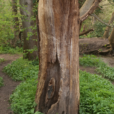The image features a large tree stump with a hole in it, surrounded by green plants and grass. The tree trunk appears to be rotten or decaying, giving the impression of an old, dead tree. There are several other trees in the background, adding to the natural setting of the scene.