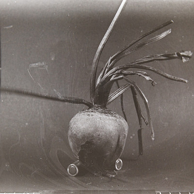 The image is a black and white photograph of an artistic arrangement featuring a large, oddly shaped root vegetable. This unique piece of art appears to be made from the root of a plant or a carrot, with some metal parts incorporated into it. The composition showcases the intricate details of the root, making it an interesting and eye-catching display.