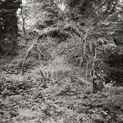 The image is a black and white photo of a forest with trees, bushes, and branches. There are several trees in the scene, some closer to the foreground while others are further away. A pathway can be seen leading through the woods, surrounded by greenery.