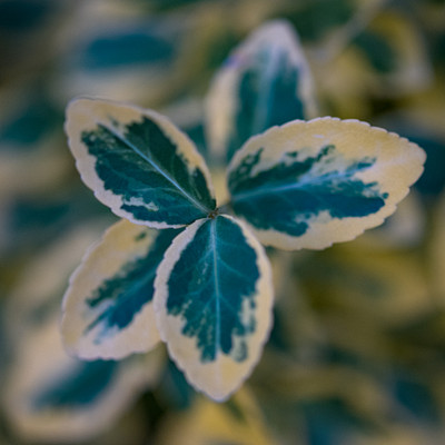 The image features a close-up of a green and yellow leaf with blue spots, possibly from a plant or flower. The leaf is large and occupies most of the frame, giving it prominence in the scene.