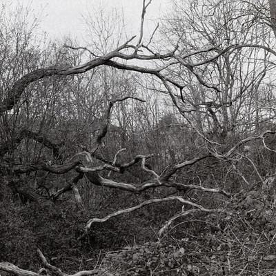 The image is a black and white photo of a forest with many bare trees. The trees have twisted, gnarled branches that create an interesting visual effect. There are no leaves on the trees, giving them a stark appearance.
