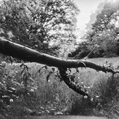 The image is a black and white photo of a fallen tree in the middle of a field. The tree appears to be broken, with its branches scattered around the area. There are several trees visible in the background, creating a serene atmosphere.