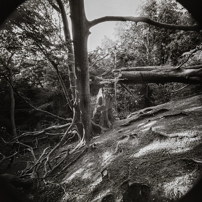 The image is a black and white photo of a person standing in the woods, surrounded by trees. They are positioned near a fallen tree that has been cut off at its base, creating an interesting visual effect. The person appears to be looking up into the air, possibly observing something or taking in their surroundings.