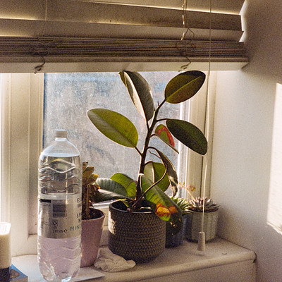 The image features a window with a potted plant sitting on the windowsill. There are several bottles placed near the plant, and a cup is also visible in the scene. A vase can be seen close to the plant, adding to the decorative elements of the space.