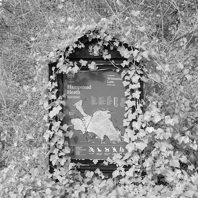 The image is a black and white photo of an old sign that says "Hampshire Heath." The sign has ivy growing around it, giving the impression that it's been there for quite some time. The ivy is covering most of the sign, making it difficult to read.