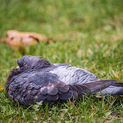 The image features a bird lying on the ground, possibly resting or sleeping. It is positioned in the center of the scene and appears to be quite relaxed. The bird's wings are spread out, giving it an open and vulnerable appearance.