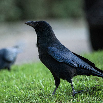 The image features a black bird standing on the grass, looking up into the sky. There are two birds in total; one is prominently visible and the other is partially obscured by the main bird. The scene appears to be set outdoors with some trees in the background.