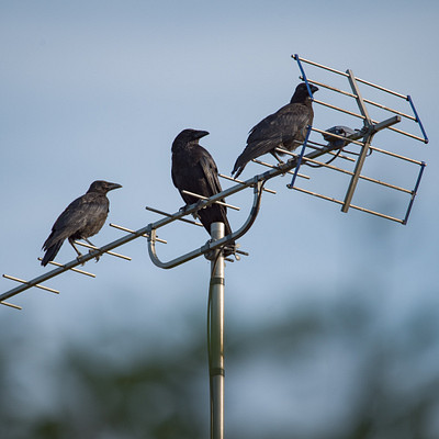 The image features a telephone pole with two birds perched on top of it. One bird is positioned closer to the left side, while the other is situated more towards the center of the pole. Both birds appear to be looking in opposite directions, possibly observing their surroundings or searching for food.
