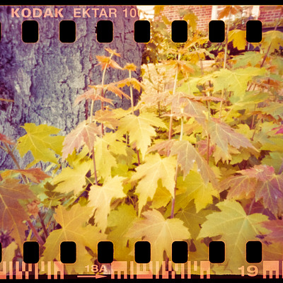 The image features a tree with bright yellow leaves, surrounded by other trees. The tree is located in front of a brick building, and the scene appears to be captured using a Kodak Ektar 100 film camera. The vibrant colors of the trees create an eye-catching contrast against the brick background.