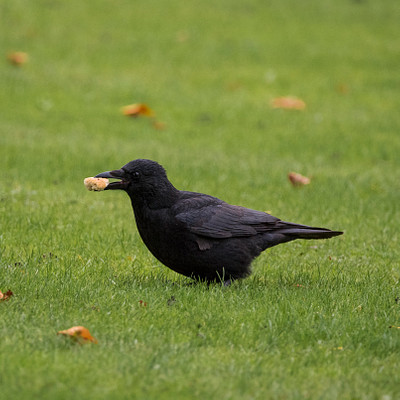 The image features a black bird standing in the grass, eating an apple. It appears to be enjoying its snack while surrounded by green grass. There are also some leaves scattered around the area, adding to the natural setting of the scene.