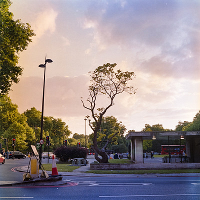 The image features a tree with no leaves, standing in the middle of an intersection. It is surrounded by several cars parked on both sides of the street. There are multiple traffic lights at various locations around the intersection, ensuring proper traffic flow.