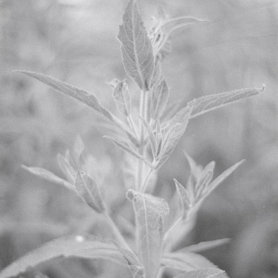 The image is a black and white photo of a plant with green leaves. The plant has a few small flowers on it, adding to its visual appeal. It appears to be growing in a field or garden setting, surrounded by other plants.