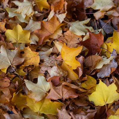 The image features a pile of leaves on the ground, with many of them being yellow and orange. These leaves are scattered all over the scene, creating a vibrant and colorful display. Some of the leaves are larger and more prominent in the foreground, while others are smaller and more dispersed throughout the background.