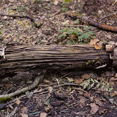 The image features a log lying on the ground, with some of its bark removed. It appears to be in a wooded area, surrounded by leaves and dirt. There are several mushrooms growing on the log, adding an interesting element to the scene.