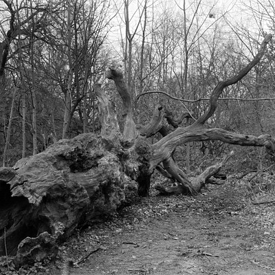 The image is a black and white photo of a fallen tree in the woods. The tree has been cut down, leaving only its stump behind. It appears to be an old tree that has been lying on the ground for some time.