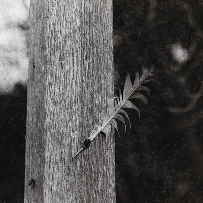 The image is a black and white photo of a feather stuck in the side of a wooden post. The feather appears to be broken, with one end sticking out from the post. The scene has an artistic quality to it, as if it were captured in a still life painting.
