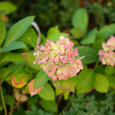 The image features a close-up of a pink flower with green leaves, sitting on top of a plant. The flower is surrounded by other plants and greenery, creating a beautiful natural setting.