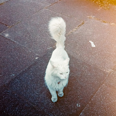 The image features a cat standing on a sidewalk, looking at the camera. It appears to be walking or standing in front of a building. The cat is positioned towards the center of the scene and seems to be the main focus of the photo.