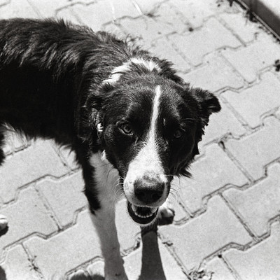 The image is a black and white photo of a dog standing on a brick sidewalk. The dog appears to be looking at the camera, possibly with a sad expression. It is positioned in the center of the scene, taking up most of the frame.