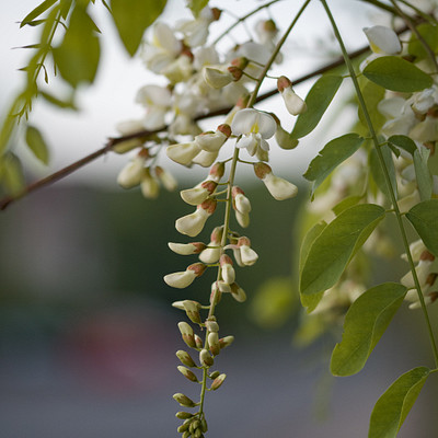 The image features a tree with white flowers hanging from its branches. These flowers are in full bloom, creating an elegant and picturesque scene. The tree is located near the side of a road, adding to the natural beauty of the surroundings.