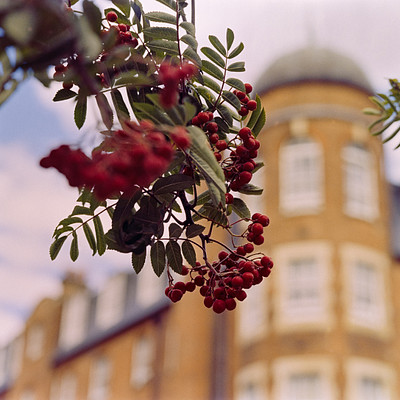 The image features a building with red brick and white trim, adorned with a tree branch full of red berries. The branches are hanging over the top of the building, creating an eye-catching display. There is also a clock visible on the side of the building.