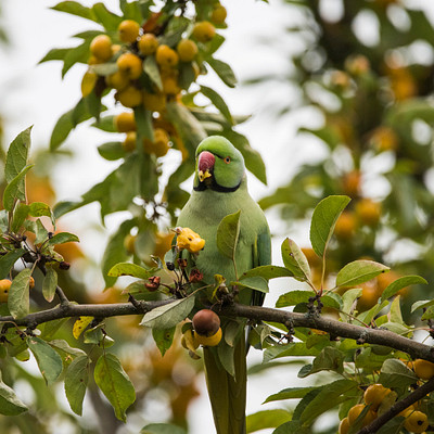 The image features a green parrot perched on a tree branch, surrounded by many ripe apples. The bird is sitting in the middle of the scene and appears to be enjoying its time among the fruit-laden branches.