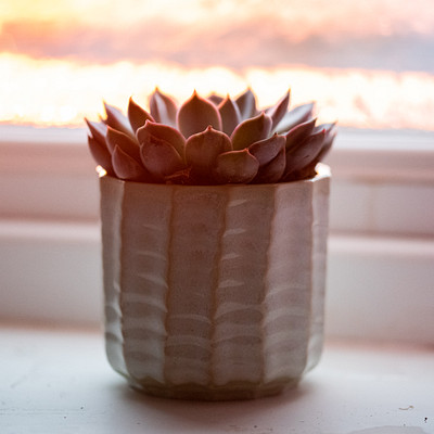 A small white vase with a cactus plant in it is sitting on a windowsill. The sunlight shines through the window, illuminating the scene and casting a warm glow over the plant and vase.