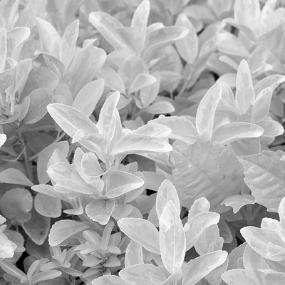 infrared-leaves
