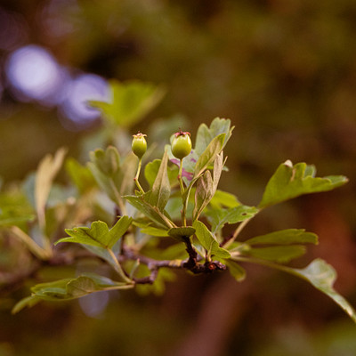 The image features a close-up of a tree branch with several small green leaves. In the center of the scene, there is an unripe fruit growing on the branch, possibly an apple or a peach. The tree appears to be in full bloom, creating a beautiful and lively atmosphere.