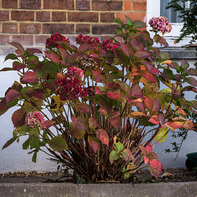 The image features a large, colorful plant with red and green leaves. It is placed in a pot on the ground outside of a house. The plant has a vibrant appearance, with its brightly colored flowers and lush foliage.