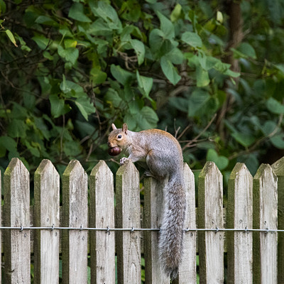 In the image, a squirrel is climbing up a wooden fence. The fence appears to be made of wood and has a metal wire running along its top. The squirrel is in the process of climbing over the fence, displaying agility and dexterity as it navigates this obstacle.