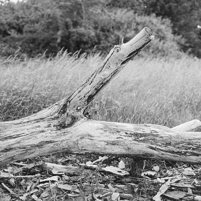 The image is a black and white photo of a log laying on the ground in a grassy field. The log appears to be broken, with one end sticking up into the air. There are also some rocks scattered around the area near the log.