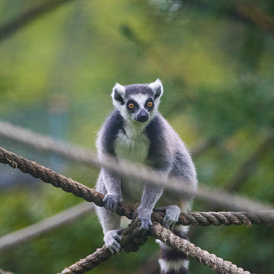 The image features a small gray and white monkey perched on a rope, possibly in a tree. It appears to be looking at the camera with an intense expression. The monkey is positioned near the center of the scene, occupying most of the frame.