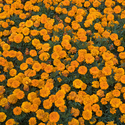 The image features a field of flowers with a predominantly yellow color. There are many small, bright yellow flowers scattered throughout the scene, creating a vibrant and lively atmosphere. Some of these flowers can be seen in clusters, while others are spread out across the field.