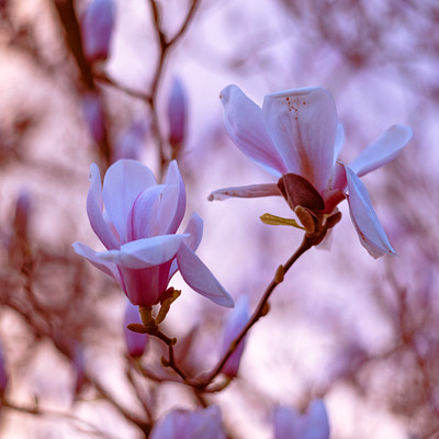 The image features a tree with several pink flowers blooming on its branches. These flowers are of various sizes and shapes, creating an eye-catching display. The tree is located in front of a purple sky, which adds to the overall beauty of the scene.