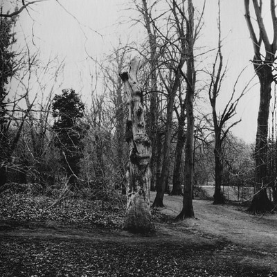 The image is a black and white photo of a forest with trees, some of which have fallen. There are several trees in the scene, including one that has a large log on it. A few other logs can be seen scattered throughout the forest.
