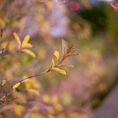 The image features a close-up of a tree branch with yellow leaves. The branch is surrounded by other branches and has some green leaves as well. The scene appears to be captured during the fall season, as evidenced by the yellow leaves on the tree.