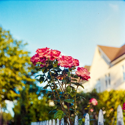 The image features a beautiful garden with a fence surrounding it. There are several pink roses growing in the garden, with some of them blooming and others still unopened. In total, there are 13 visible pink roses scattered throughout the scene.