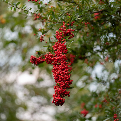 The image features a tree with red berries hanging from its branches. There are several clusters of red berries scattered throughout the tree, creating a vibrant and colorful scene. The tree appears to be in full bloom, providing an abundance of fruit for birds or other wildlife to enjoy.
