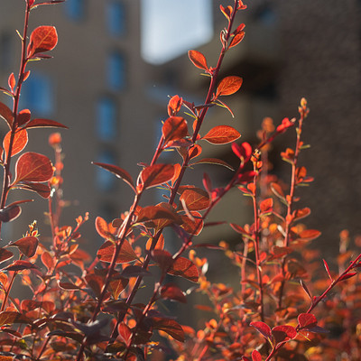 The image features a beautiful red flowering bush with vibrant red leaves. The bush is located in front of a building, and the sunlight shines through its branches, creating an eye-catching scene. The red flowers are scattered throughout the plant, adding to its striking appearance.