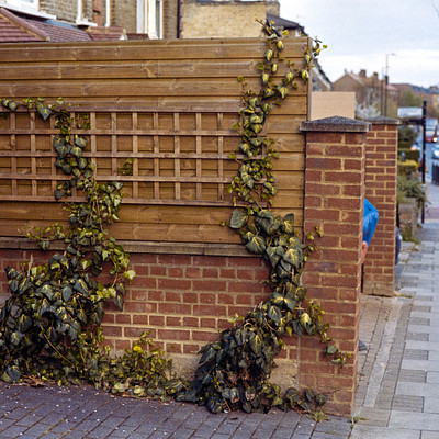 The image features a brick wall with ivy growing up it, creating an interesting and natural appearance. Above the brick wall, there is a wooden fence that adds to the charm of the scene. In addition to the greenery, several cars are parked along the street, giving a sense of urban life.