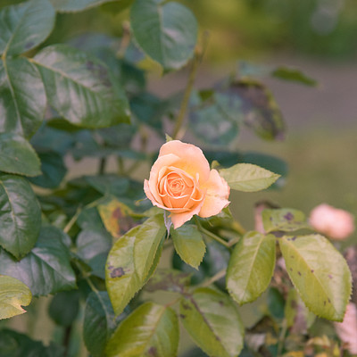 The image features a close-up view of a pink rose bud on a tree branch. The rose is situated in the center of the scene, surrounded by green leaves that make up the majority of the background. The focus of the photo is on the delicate beauty of the flower and its natural environment.