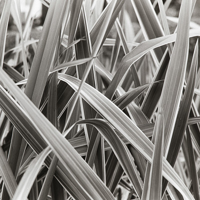 The image is a black and white photo of tall, dry grass. The grass appears to be brown in color, giving it an aged appearance. The scene features a large field with the grass spread out across the entire frame.