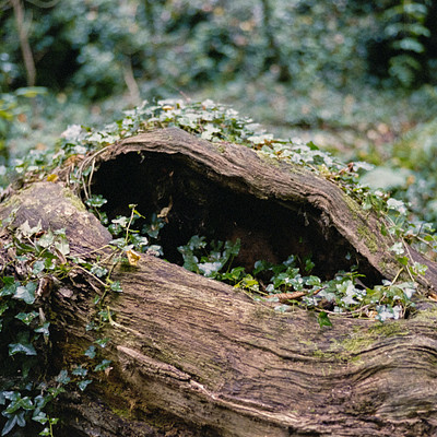The image features a large tree stump with moss growing on it. The stump is surrounded by greenery, including ivy and leaves that have grown around the base of the tree. The scene appears to be in a forest or wooded area, as there are trees visible in the background.