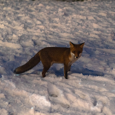 The image features a small red fox walking through the snow. It appears to be looking at something, possibly a camera or another animal. The fox is surrounded by a white and brown snowy landscape, which adds to the wintry atmosphere of the scene.